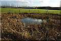 Pond in Stoke Orchard