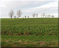 Field north of Morley Lane