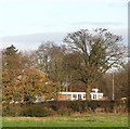 Rooks perched on tree