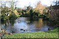 Ducks on the pond