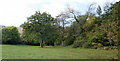 Split trunk oak in a field adjacent to Ty Pwca Road, Cwmbran