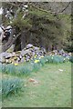 SH8441 : Llandderfel - Tryweryn Memorial Chapel Daffodils by Ken Bagnall