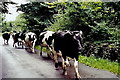 M4806 : Thoor Ballylee - Cattle herd passing tourists by Joseph Mischyshyn