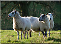 Three sheep