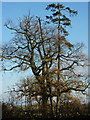 Trees at High Street Green