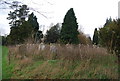 Overgrown gravestones, St Nicholas