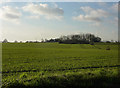 Fields towards Butterfly Farm