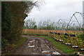 Muddy track by the polytunnels