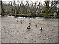 Ducks at Etherow Country Park