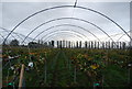 Raised bushes in a polytunnel