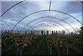 Inside a polytunnel