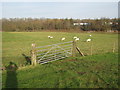 Field Footpath near Newton and Europark