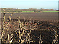 Fields near Tollerton