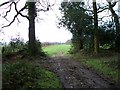 Woodland near Pen Ridge Farm