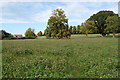 Footpath through clover, Child Okeford, Dorset