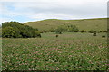 Fields of clover near the ancient hill fort  Hambledon Hill, Dorset