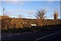 Hedge on Bowers Lane