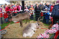 Reindeers, awaiting Santa, Hexham