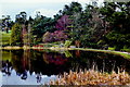 O2116 : Powerscourt Gardens  - Pond - View to northeast by Joseph Mischyshyn