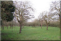 Apple orchard near Riverside Farm