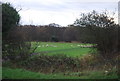 Sheep grazing off the Sturry Rd