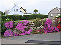 Mesembryanthemum on Church Road, St Mary