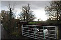 Cattle by Stodmarsh Rd