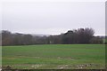 View easterly over the woods near St. Michaels