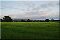 Wheat field