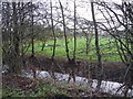 Roadside drainage ditch, with orchard behind