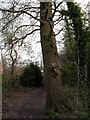 Squirrels in tree on path from the M3 bridge to Boyatts Wood