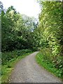 Shatterford Wood