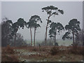 Pine trees on a cold grey day