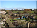 Archibald Road Allotments