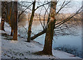 Trees by Needham Lake