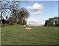 Sheep in a field south of Longfield Lane, Barnoldswick