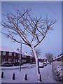 Tree on Thief Lane