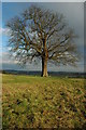 Tree on Whittington Tump or Crookbarrow Hill