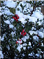 Festive flora, Rotherwick Road NW11