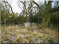 Disappearing pond at The Wyke