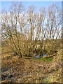 Tiny pond in the fields west of Kemberton