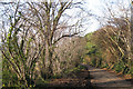 Coppiced hazel, Lindridge Hill