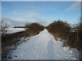 Castle Eden Walkway