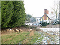 Sheep grazing pasture north of The Street