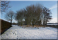 Small copse by the road