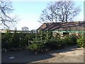 Christmas trees for sale at Oakley Farm