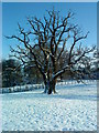 SE2869 : Winter Oak by Matthew Hatton