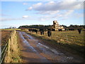 Straw bales and cattle at Ryton