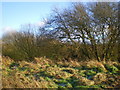 Dried-up pond at Whiston Grange