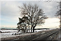 Winter trees